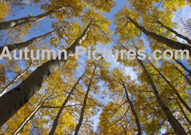 autumn3010-1.jpg