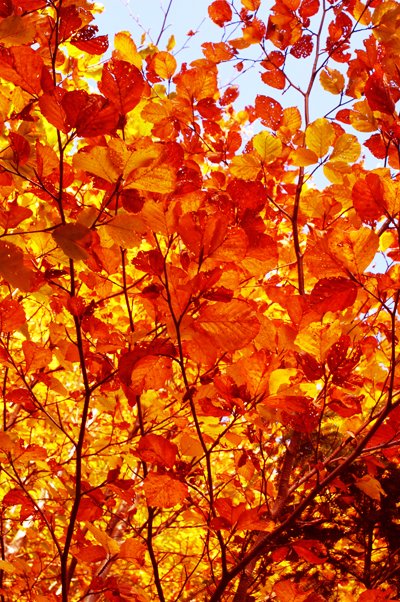 autumncolors-1.jpg