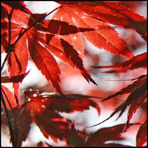 autumnphotography1-1.jpg