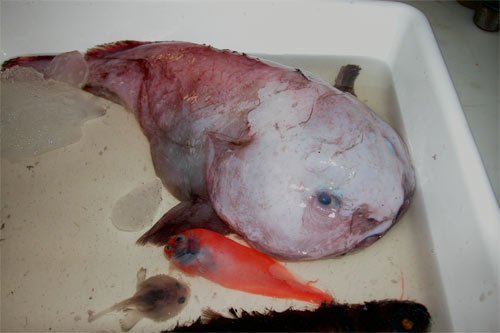 blobfish-1.jpg