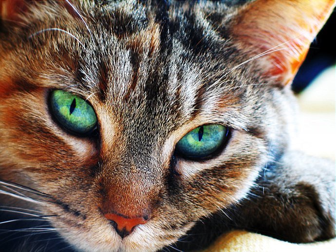 browncat-1.jpg