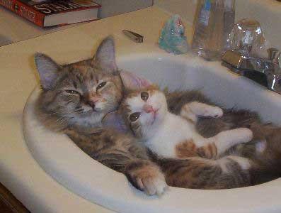 catskittensink 1 - .~> Kittens .~>