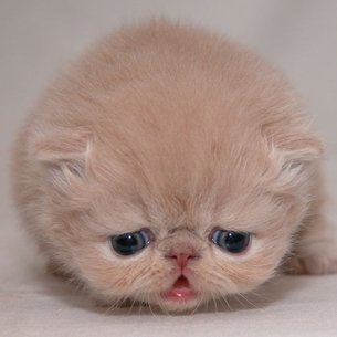 cute cat01 1 - .~> Kittens .~>