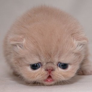 cute_cat01-1.jpg