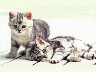 cute kittensmed 1 - .~> Kittens .~>