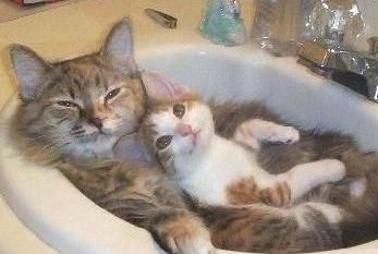 cutecat-1.jpg