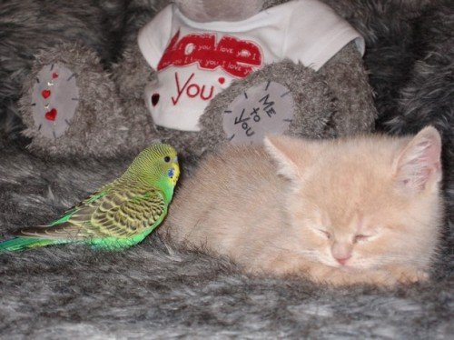 cutekittenbird3-1.jpg