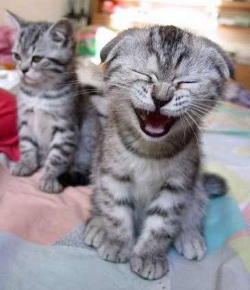 cutekittenlaughing-1.jpg