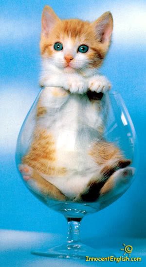 cutekittenspic51-1.jpg