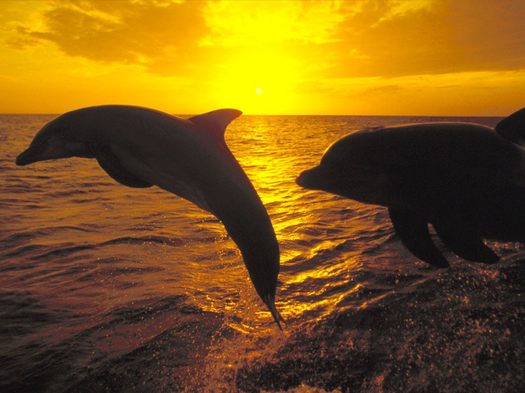 dolphins at sunsetJPG 1 - ~The Four Season~ Thread!