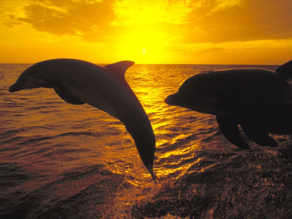 dolphins_at_sunsetJPG-1.jpg