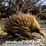echidna-1.jpg