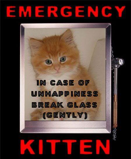 emergencykitten-1.jpg