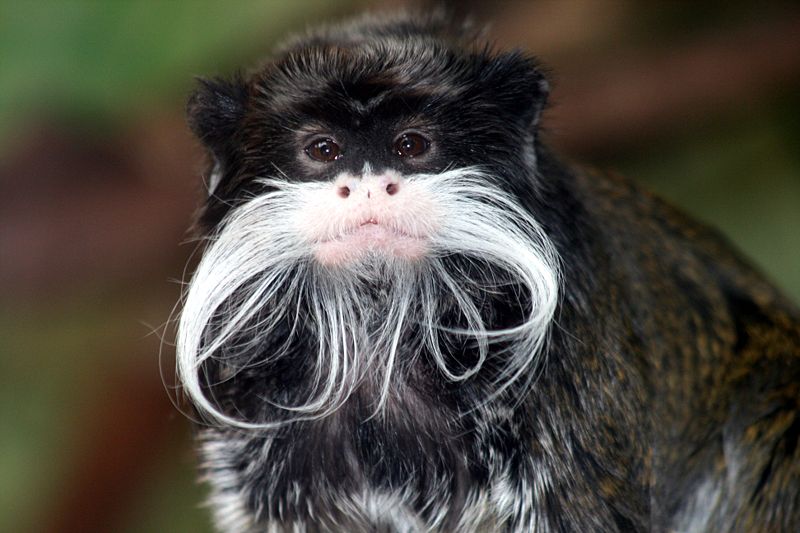 emperor tamarin 2 1 - Some weird animals!!