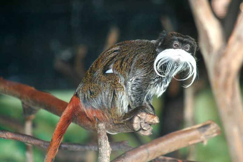 emperor_tamarin_3-1.jpg