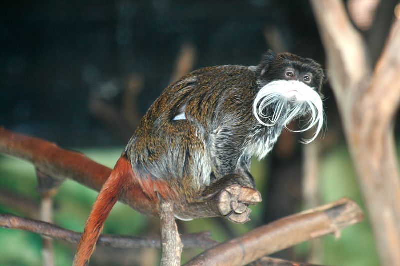 emperor tamarin 3 1 - Some weird animals!!