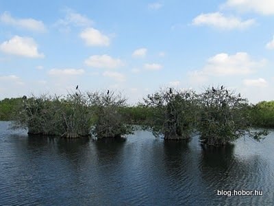 everglades national park florida usa 017 1 - ★!★tha Everglades★!★