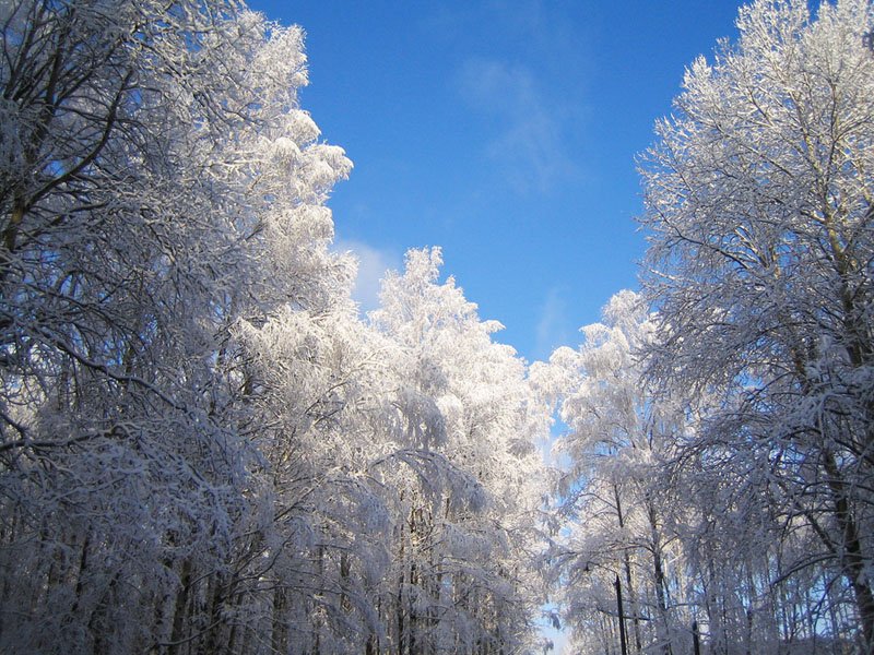 forestwinter-1.jpg