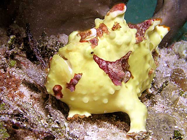 frogfish03-1.jpg