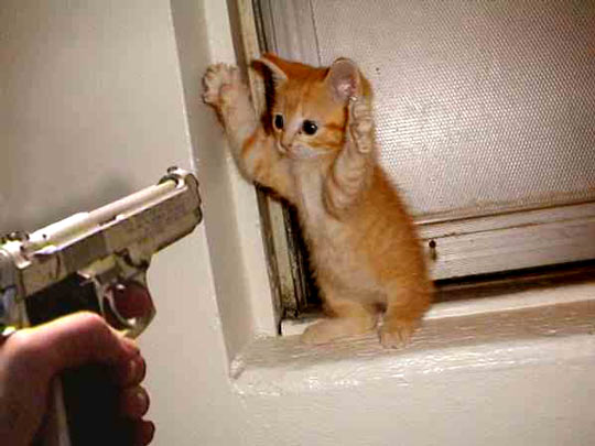 funny_cats_3-1.jpg