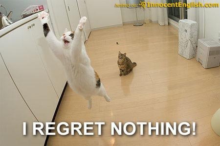 funnykittycatchingfly-1.jpg