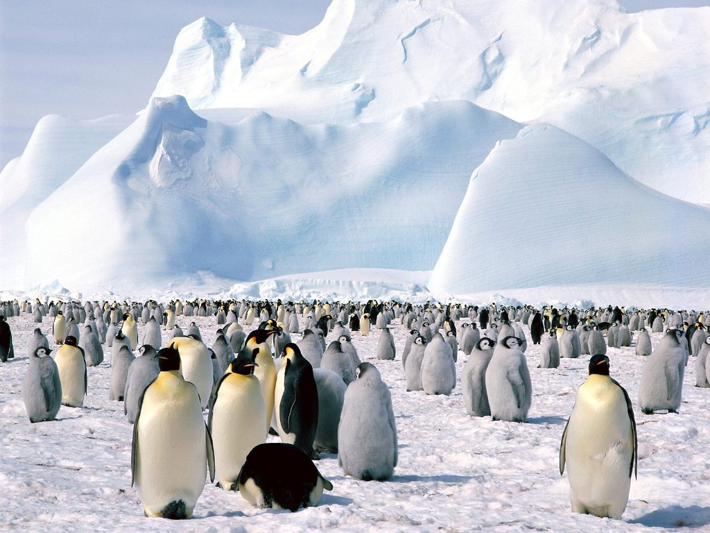 imparatorpenguen-1.jpg