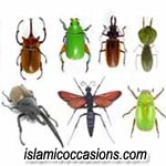 insects-1.jpg