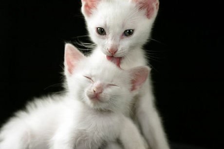kitten2 1 - .~> Kittens .~>