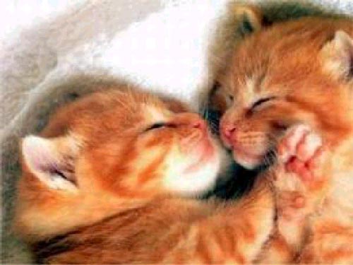 kittensorangelarge 1 - .~> Kittens .~>