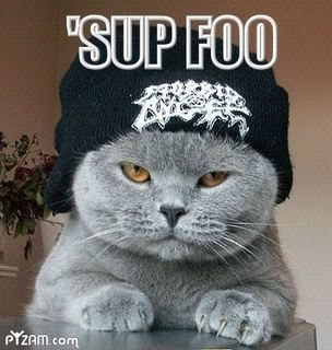 kitty-1.jpg