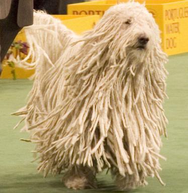 komondor dog 1 - Some weird animals!!