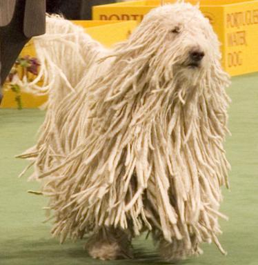 komondor_dog-1.jpg