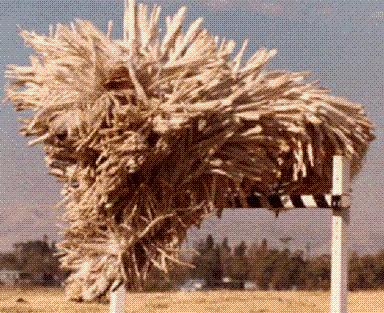 komondor dog 2 1 - Some weird animals!!