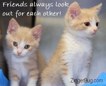 lookout_kitten-1.jpg