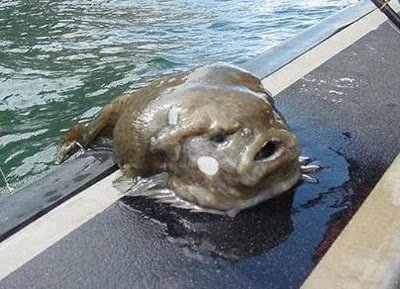 lumpfish_PeerBrauner-1.jpg