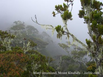 mountkinabalurain 1 - BEAUTIFUL but Critically Endangered Forests !