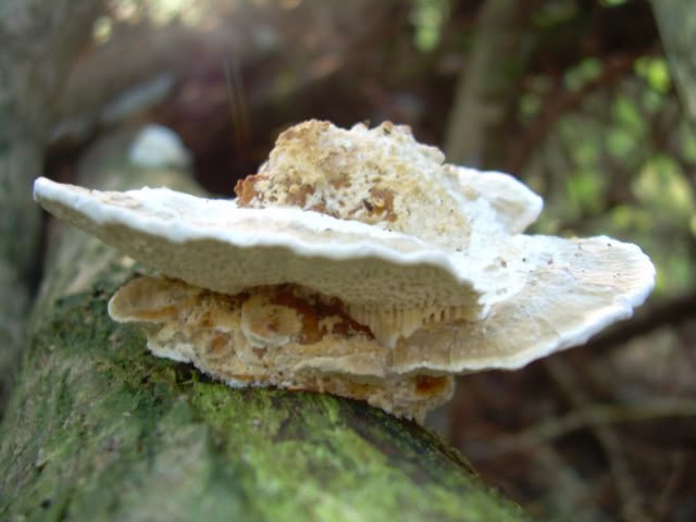 mushroom-1.jpg