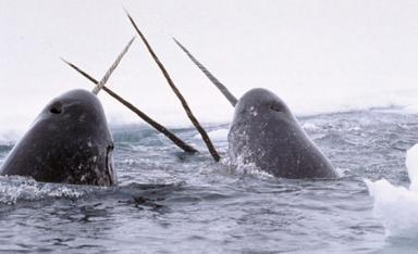 narwhal 1 - Some weird animals!!