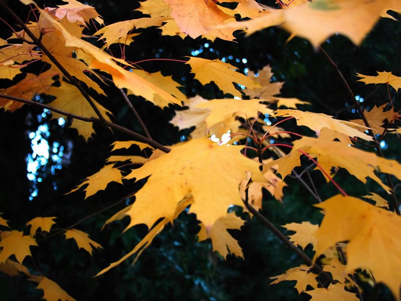 natureWallpaper016-1.jpg