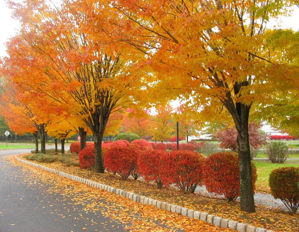 newjerseyautumn8-1.jpg