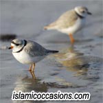 plover-1.jpg