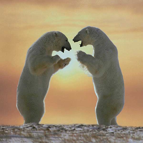 polarbearsstanding 1 - ~The Four Season~ Thread!