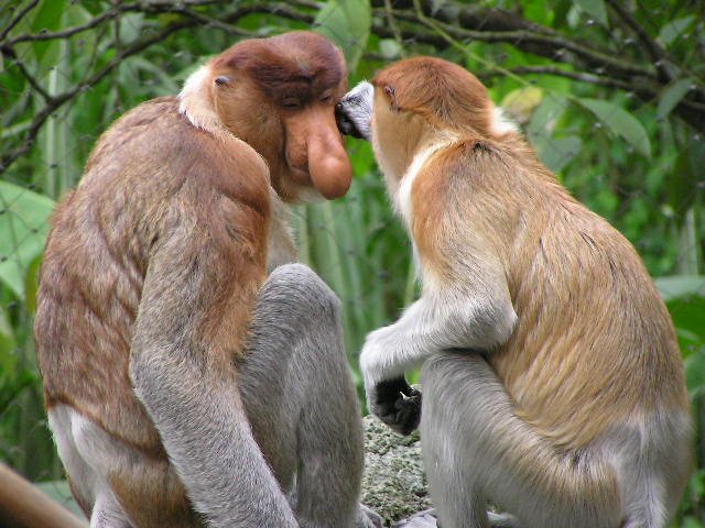 proboscis monkey 1 - Some weird animals!!