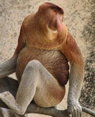 proboscis monkey nasicuss 1 - Some weird animals!!