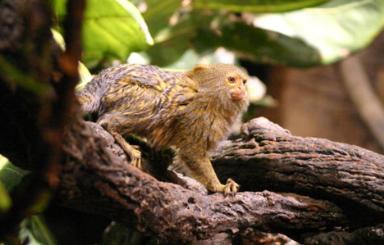 pygmy marmoset 1 - Some weird animals!!