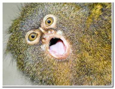 pygmy marmoset callithrix pygmaea 1 - Some weird animals!!