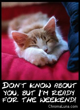 ready_for_the_weekend_kittenJPG-1.jpg