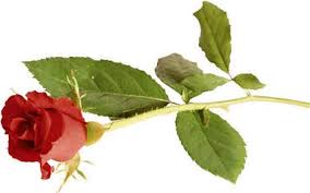 red_rose2-1.jpg