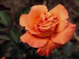 rose2-1.jpg