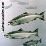 salmon-1.jpg